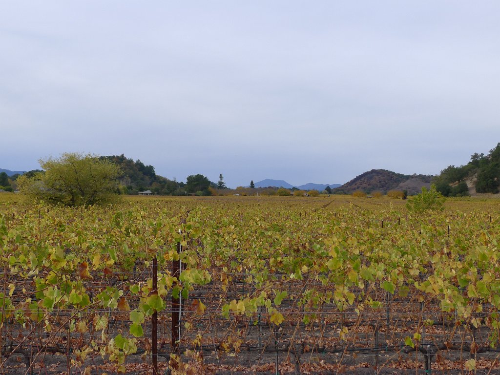 Napa 031